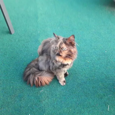 招待所 Gaestehaus Zum Tauern 3*